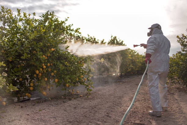 Best Pest Control Near Me  in Mked Tree, AR