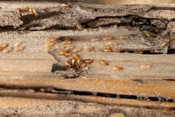 Best Pest Control Near Me  in Mked Tree, AR