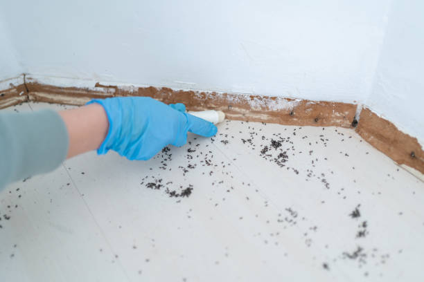 Best Residential Pest Control  in Mked Tree, AR