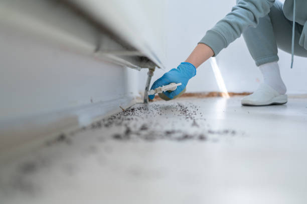 Best Pest Removal Services  in Mked Tree, AR